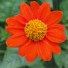 50 RED MEXICAN Torch SUNFLOWER Tithonia Rotundifolia Red Orange Flower Seeds