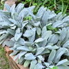 100 Wolly LAMBS EAR Stachys Byzantina Silvery Fuzzy Leaves Purple Flower Seeds