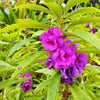 100 Mixed Colors DOUBLE CAMELLIA IMPATIENS (Balsam / Lady Slipper / Touch Me Not) Impatiens Balsamina Flower Seeds