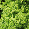 200 BRUSSELS WINTER CHERVIL Anthriscus Gourmet European Heirloom Herb Vegetable Seeds
