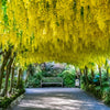 10 GOLDEN CHAIN TREE Goldenchain Laburnum Anagyroides Yellow Flower Seeds