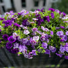 20 DOUBLE MIX PETUNIA Floribunda Red Pink Purple Flower Seeds