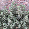 10 GIANT MILKWEED Sodom Apple Calotropis Procera Crown Flower Shrub Seeds