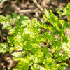 150 GARDEN CHERVIL (Gourmet Parsley) Anthriscus Cerefolium Herb Flower Seeds