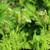 20 SWEET CICELY Myrrhis Odorata Herb Fragrant Flower Licorice Flavor Seeds