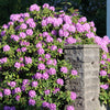 50 Rosebay RHODODENDRON Maximum White Pink Laurel Bush Shrub Flower Seeds