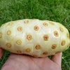 20 NONI Cheese Fruit Great Morinda Citrifolia Indian Beach Mulberry Shrub Tree Seeds