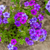 Mixed Colors Drummond Phlox Mix Seeds – Pink, Red, & White Phlox Drummondii Flower – photo 10
