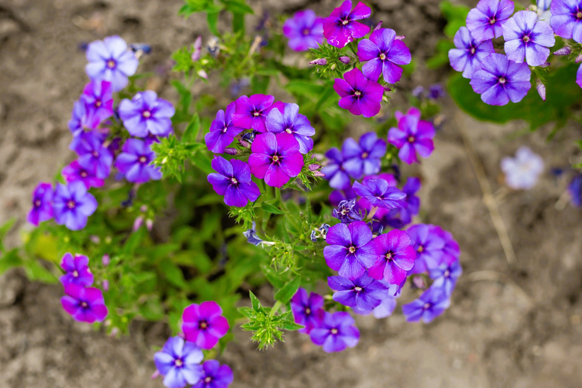 Mixed Colors Drummond Phlox Mix Seeds – Pink, Red, & White Phlox Drummondii Flower – photo 10