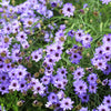 20 Blue CUPIDS DART aka ' LOVE plant ' Catananche Caerulea Flower Seeds