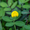 15 Seeds TENNESSEE RED PEANUT Valencia Arachis Hypogaea Perennial Nut Plant