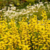 25 YELLOW WILD INDIGO Baptisia Tinctoria False Indigo Flower Seeds