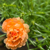 50 ORANGE CARNATION Dianthus Caryophyllus Chabaud Double Flower Seeds