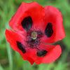 150 Red LADYBIRD POPPY Papaver Commutatum Scarlet Black Flower Seeds