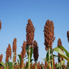 M81E Sorghum Seeds – Light Amber Syrup Bicolor Vegetable Grain – photo 2
