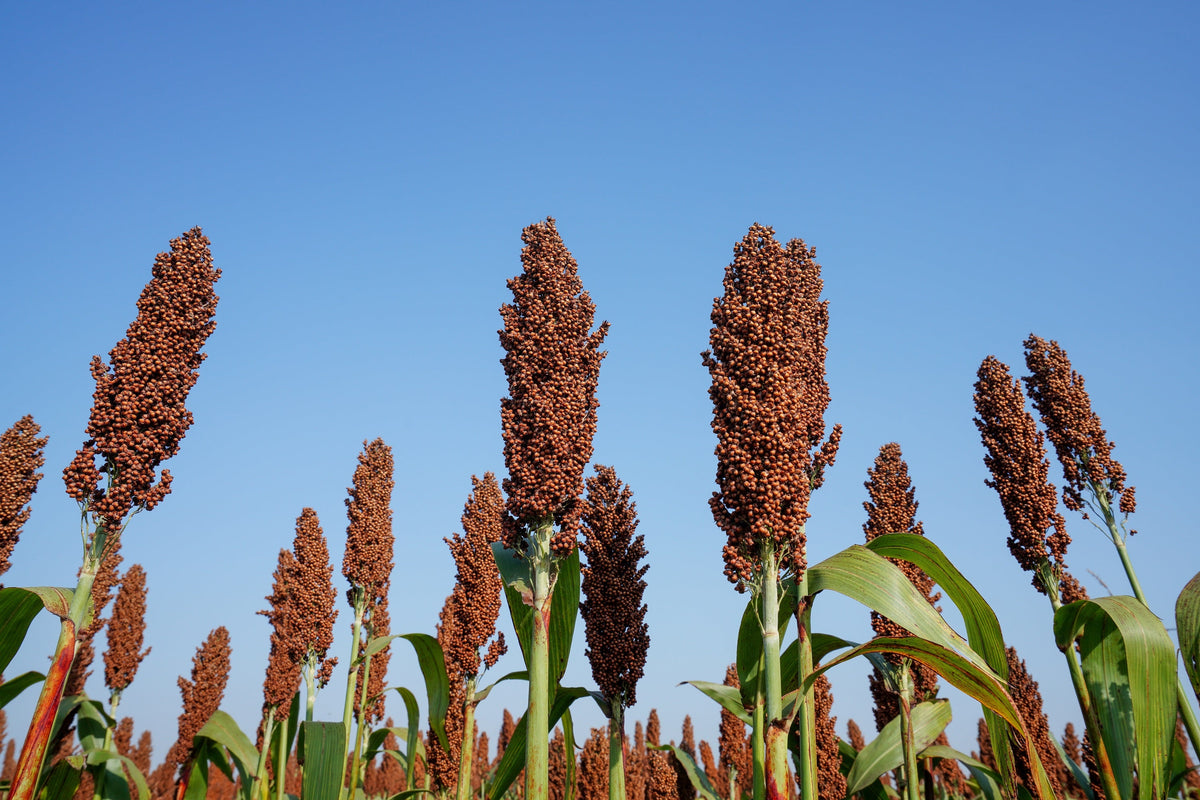 M81E Sorghum Seeds – Light Amber Syrup Bicolor Vegetable Grain – photo 2