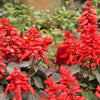 400 SCARLET SAGE (Lady-In-Red Salvia / Blood Sage / Red Texas Sage) Salvia Coccinea Flower Seeds