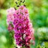 100 MIXED COLORS VERBASCUM Verbascum Phoeniceum Flower Seeds