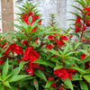 Impatiens Seeds – (Balsam / Lady Slipper / Touch Me Not) Impatiens Balsamina Flower – photo 2