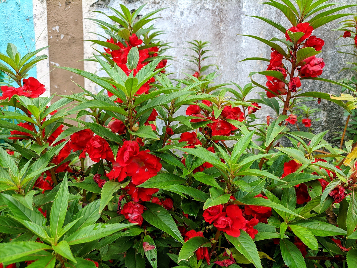 Impatiens Seeds – (Balsam / Lady Slipper / Touch Me Not) Impatiens Balsamina Flower – photo 2