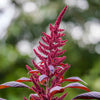 500 MIDNIGHT RED AMARANTHUS Cruentus Amaranth Flower Leaf Vegetable Seeds