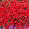 10 RED CUMBERLAND AZALEA Rhododendron Cumberlandense Bush Shrub Flower Seeds
