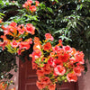 25 Orange HUMMINGBIRD TRUMPET CREEPER Campsis Radicans Vine Flower Seeds