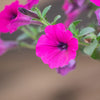 Shanin Petunia Seeds – Integrifolia Violacea Pink Purple Wild Flower – photo 7