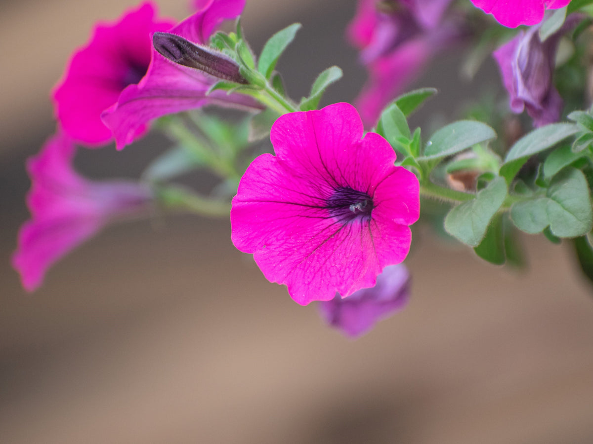 Shanin Petunia Seeds – Integrifolia Violacea Pink Purple Wild Flower – photo 7