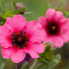 50 NEPAL CINQUEFOIL / POTENTILLA Nepalensis Pink Red Flower Seeds