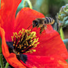 Red American Legion (Corn / Shirley / Flanders) Poppy Papaver Rhoeas Flower Seeds – photo 9