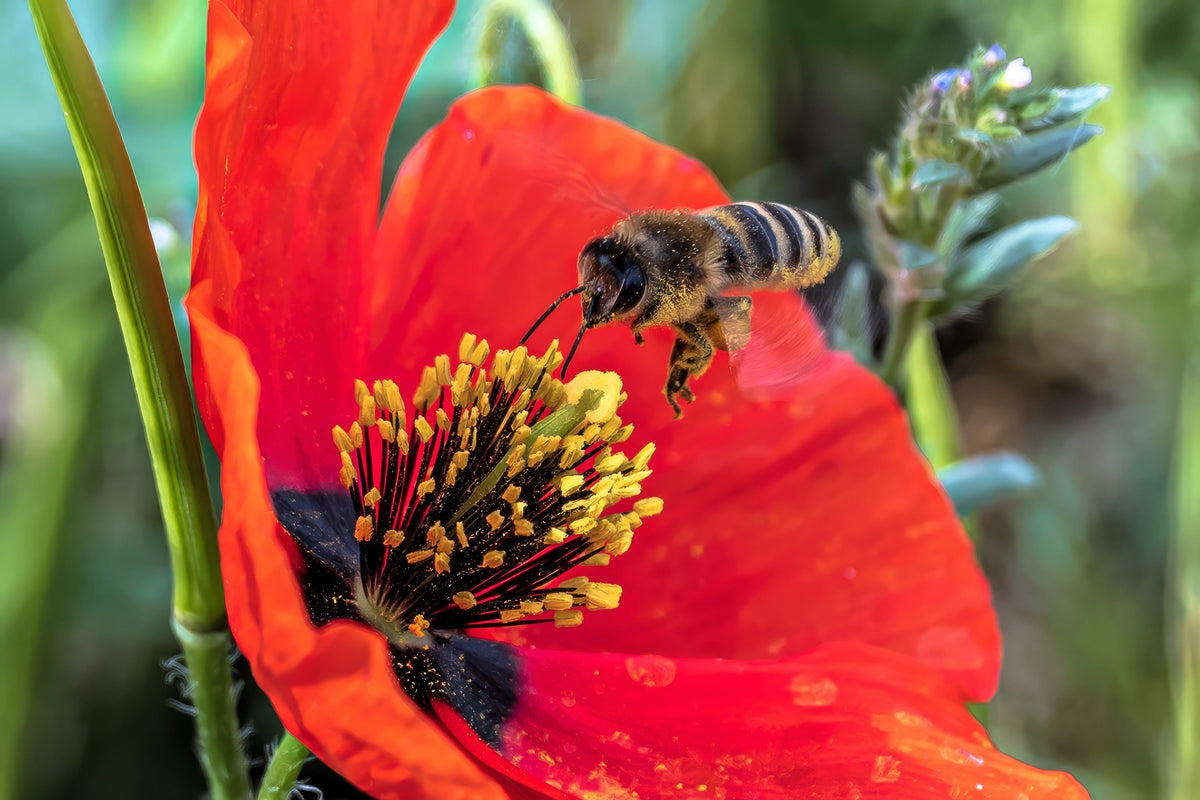 Red American Legion (Corn / Shirley / Flanders) Poppy Papaver Rhoeas Flower Seeds – photo 9