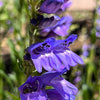 300 Blue ROCKY MOUNTAIN BEARDTONGUE Penstemon Strictus Flower Seeds