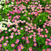 100 PINK ENGLISH DAISY Bellis Perennis Tasso Pink Double Flower Seeds