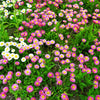 100 MIXED Colors ENGLISH DAISY Bellis Perennis Flower Seeds