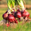 250 RED CREOLE ONION Spicy Cajun Short Day Allium Cepa Vegetable Seeds