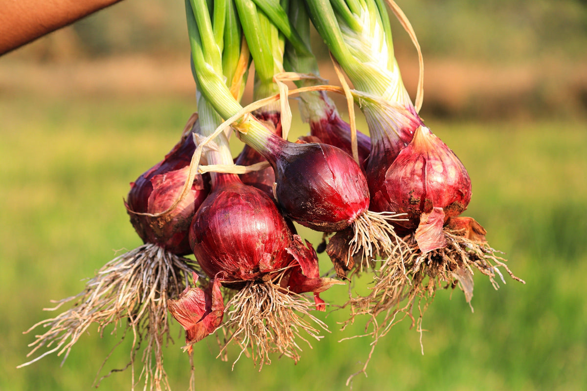 Red Creole Onion Seeds – Spicy Cajun Short Day Allium Cepa Vegetable