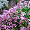 2000 Fairy DWARF MIX CANDYTUFT Iberis Umbellata Flower Seeds