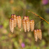 100 QUAKING GRASS (Rattlesnake Grass) Briza Maxima Seeds