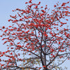 10 RED SILK COTTON Tree Bombax Ceiba Kapok Tropical Flower Seeds