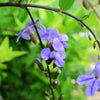 250 PURPLE MONKEY FLOWER Mimulus Ringens Seeds