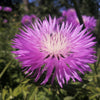 500 MIXED SWEET SULTAN Imperialis Mix Amberboa Moschata Centaurea Flower Seeds - Pink, Rose, Lilac, Purple, Mauve, White, & Yellow
