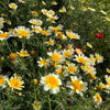 1000 GARLAND CROWN DAISY Chrysanthemum Coronarium Glebionis Flower Seeds