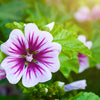 20 ZEBRA MALLOW Malva sylvestris var. Zebrina Flower Seeds