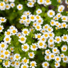 300 FEVERFEW Tanacetum Parthenium Herb Flower Seeds