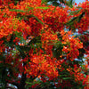 10 ROYAL POINCIANA TREE Delonix Regia aka Red Flame Flamboyant Tree Peacock Flower Seeds