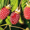 Red Raspberry Seeds – Rubus Idaeus Fruit Bush Vine – photo 8