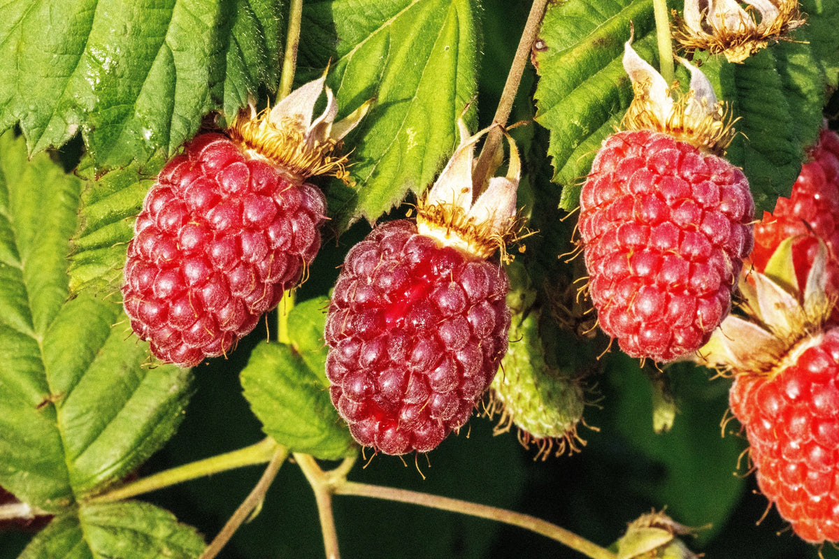 Red Raspberry Seeds – Rubus Idaeus Fruit Bush Vine – photo 8