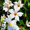 5 CHILEAN JASMINE / MANDEVILLA Laxa White Fragrant Flower Vine Seeds
