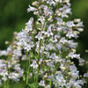 1000 WHITE FOXGLOVE BEARDTONGUE Penstemon Digitalis Flower Seeds